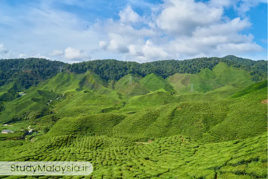کامرون هایلندز: بهشتی خنک در میان جاهای دیدنی مالزی