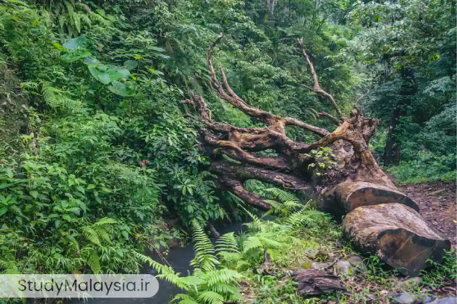 پارک ملی تامان نگارا: جواهر جاهای دیدنی مالزی